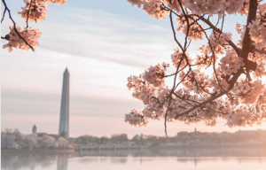 View of cherry blossoms in front of the Washington Monument